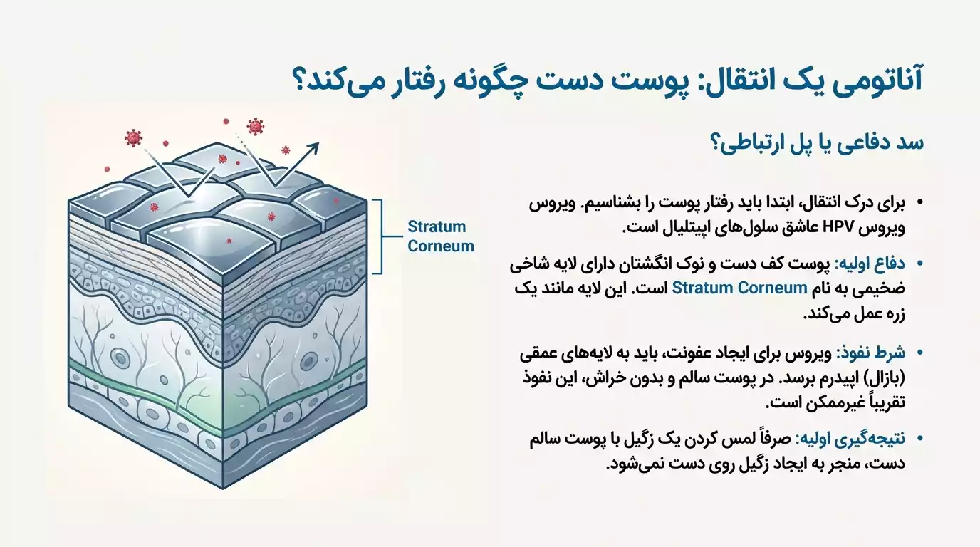 آناتومی پوست درباره انتقال زگیل تناسلی از طریق دست