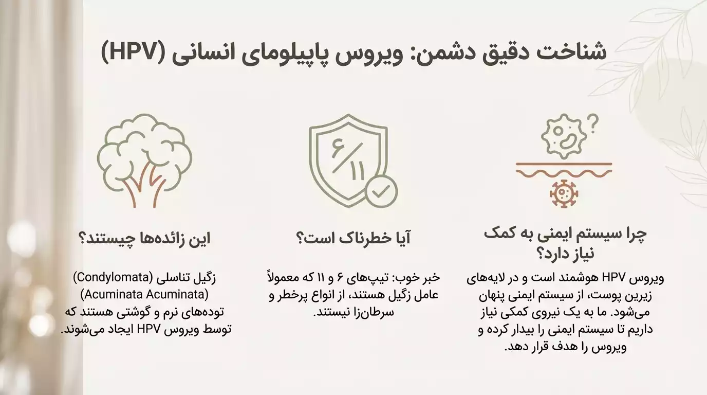 شناخت دقیق بیماری زگیل تناسلی برای درمان با سیر