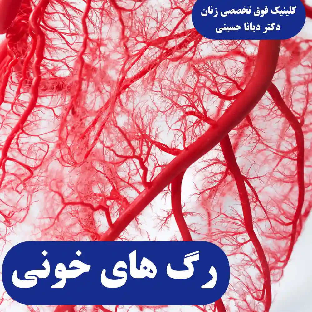 رگ های خونی