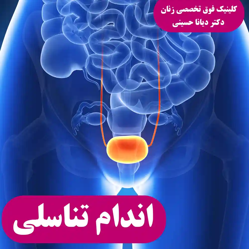 اندام تناسلی