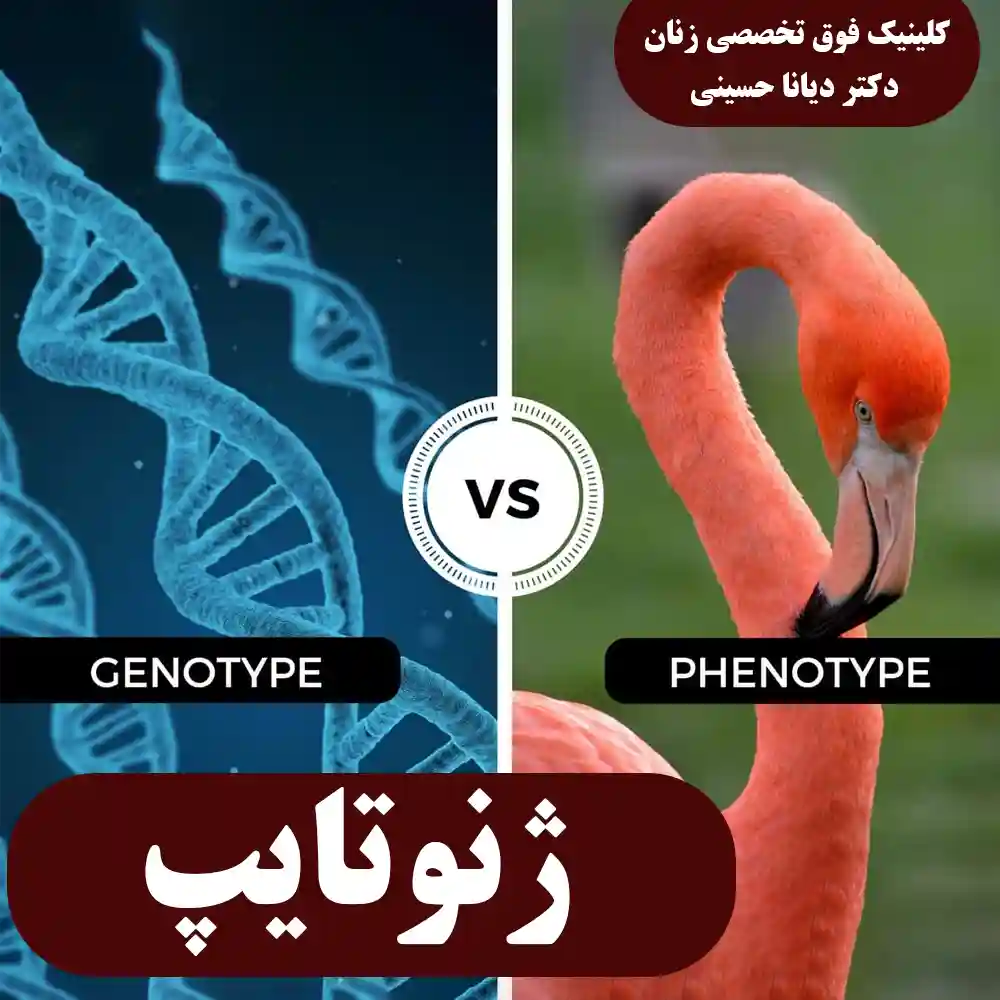 ژنوتیپ